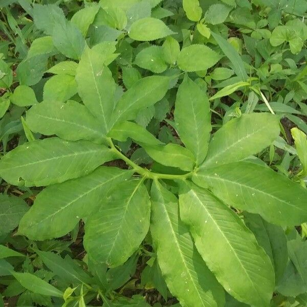 Arisaema dracontium Листок