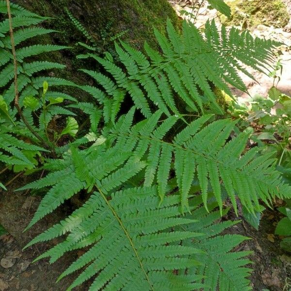 Dryopteris filix-mas Leaf