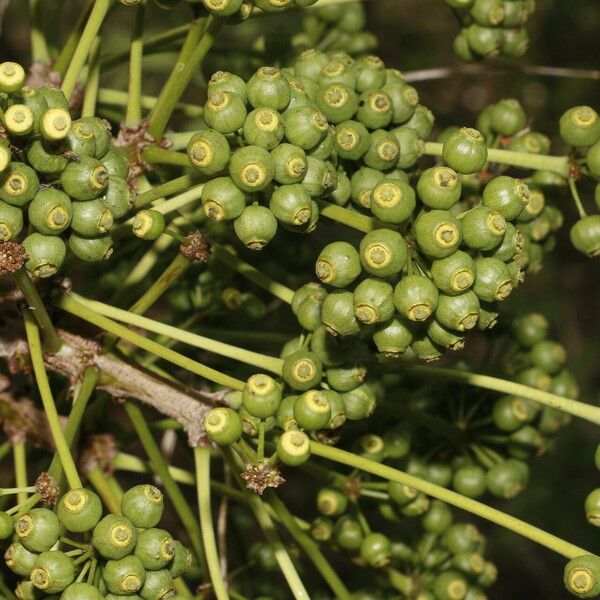 Aralia excelsa Fruit