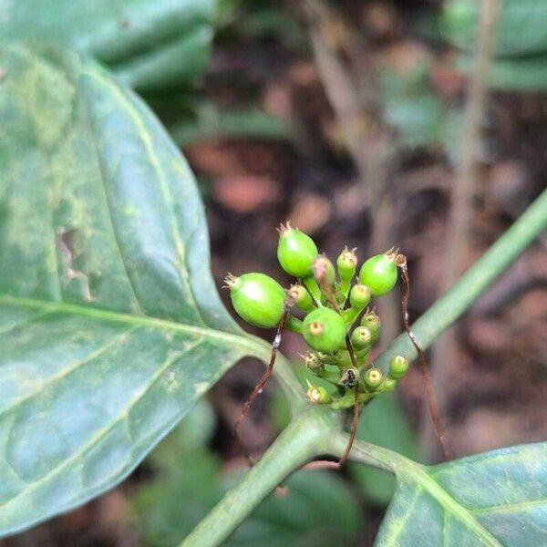 Oxyanthus speciosus ഫലം