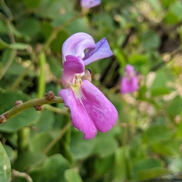 Canavalia rosea Квітка