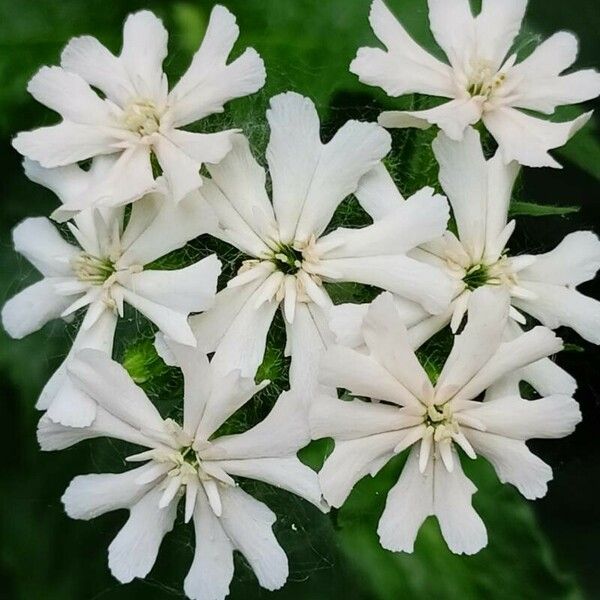 Silene chalcedonica Flor