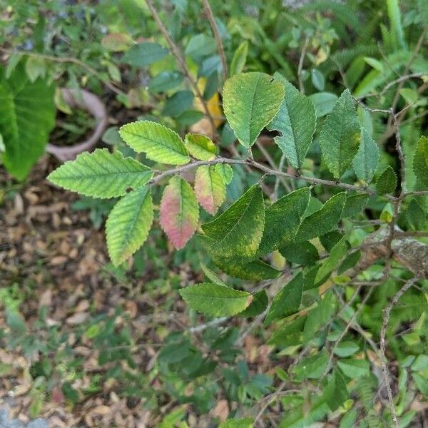 Ulmus parvifolia Hoja