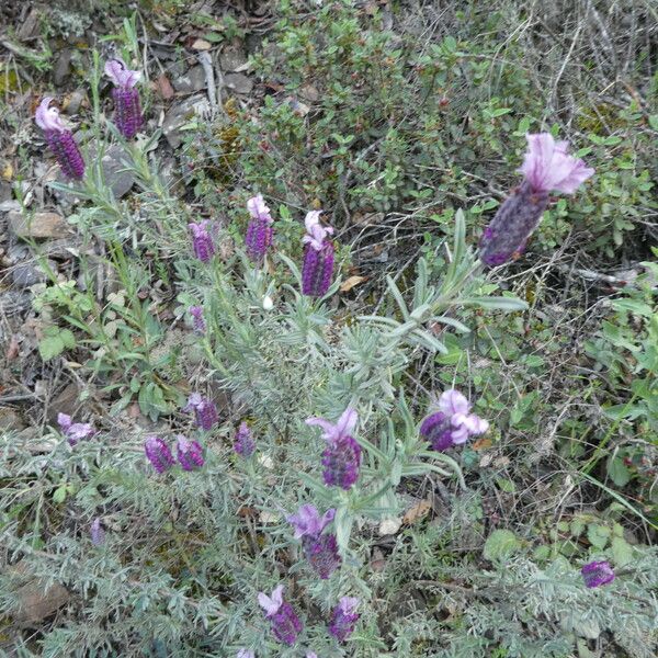 Lavandula stoechas অভ্যাস