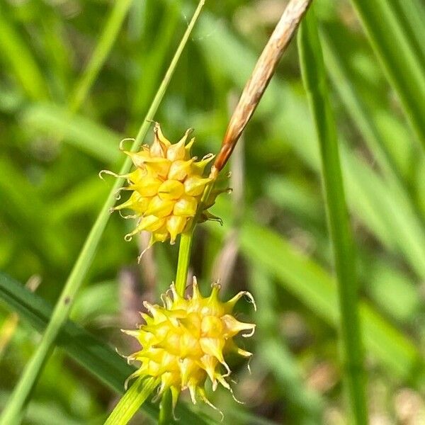 Carex lepidocarpa Kwiat