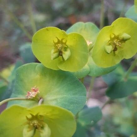 Euphorbia amygdaloides Floro