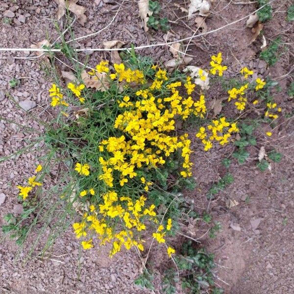 Genista hispanica Flors