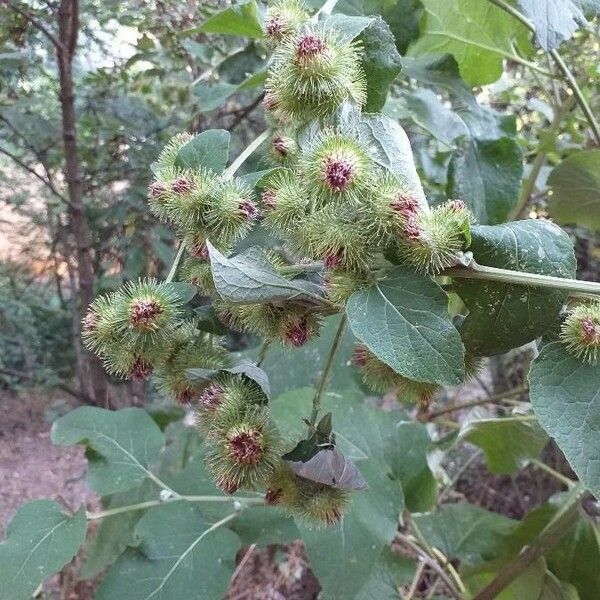 Arctium minus 花