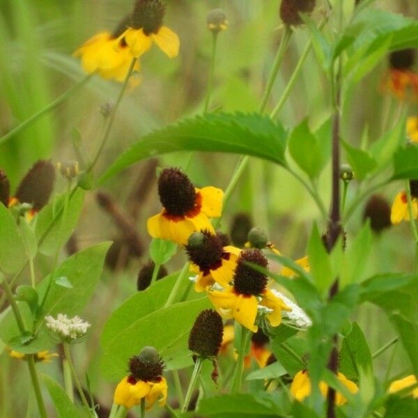 Ratibida columnifera Flor