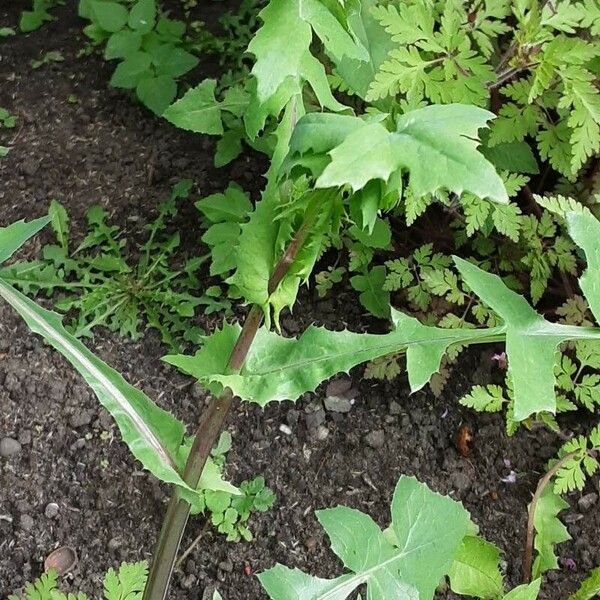 Sonchus oleraceus 整株植物