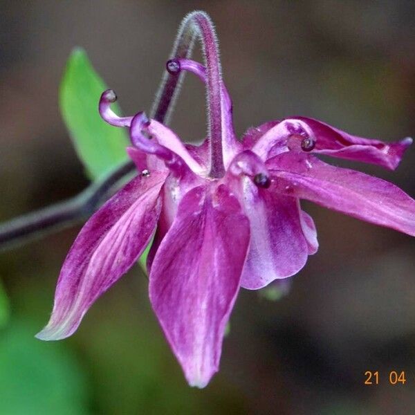 Aquilegia atrata Blomma