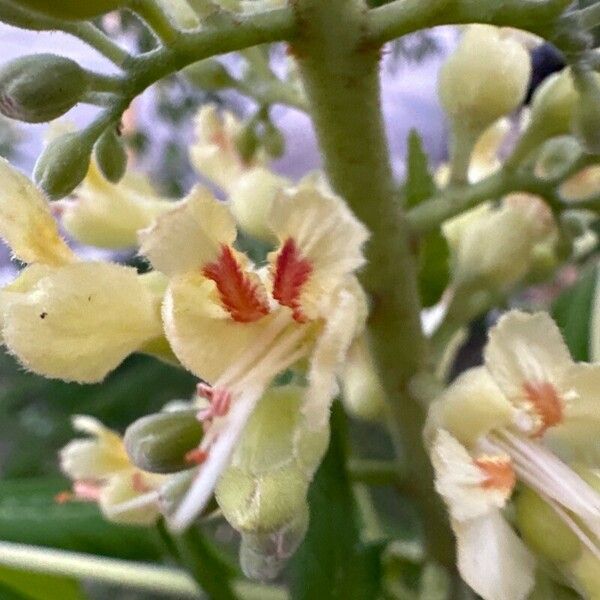 Aesculus glabra Цветок