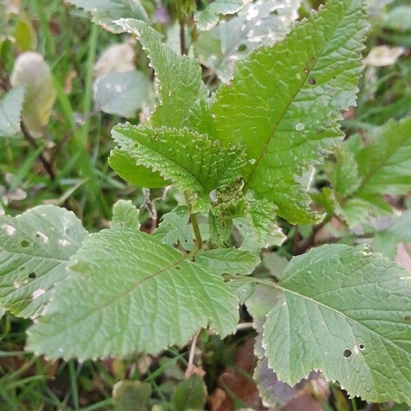 Sinapis arvensis Leaf