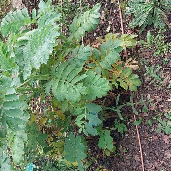 Melianthus major Характер