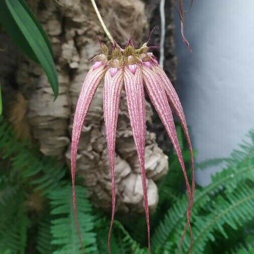 Bulbophyllum longiflorum Flower