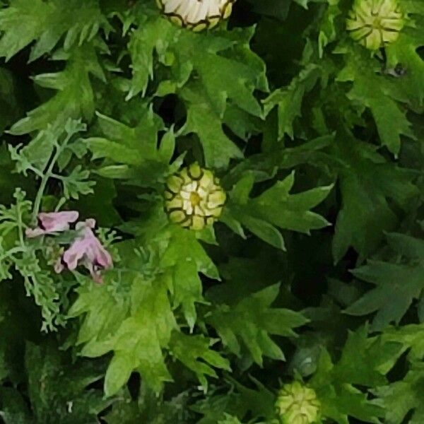 Mauranthemum paludosum Fuelha