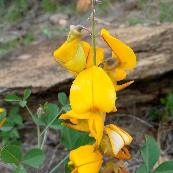 Crotalaria laburnifolia Çiçek