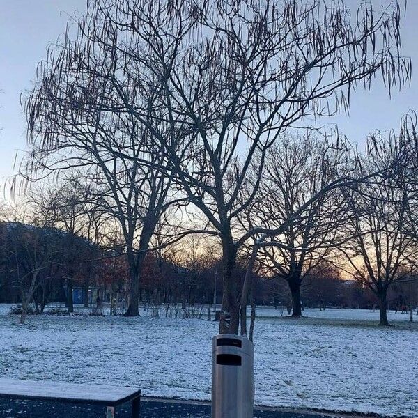 Catalpa ovata 整株植物