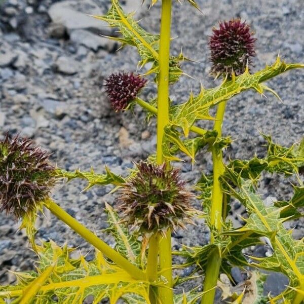 Gundelia tournefortii Flower