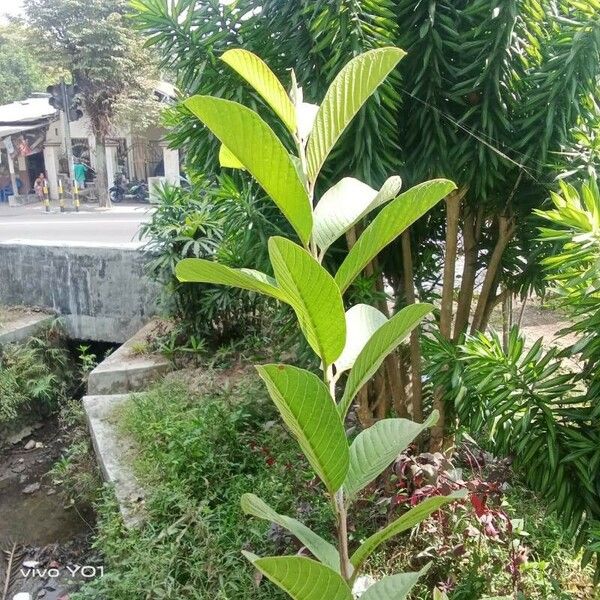 Psidium guajava خشب