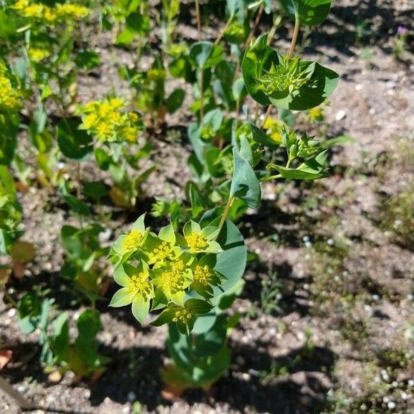 Bupleurum rotundifolium Çiçek