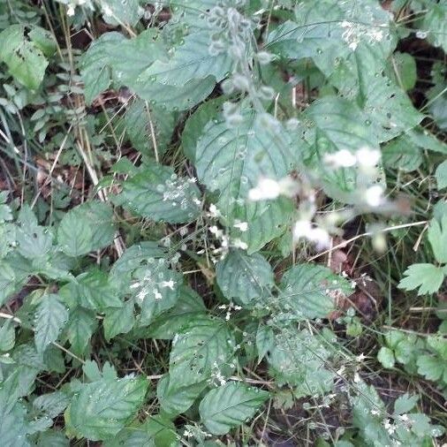 Circaea lutetiana Flor