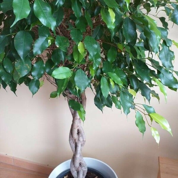 Ficus benjamina Costuma