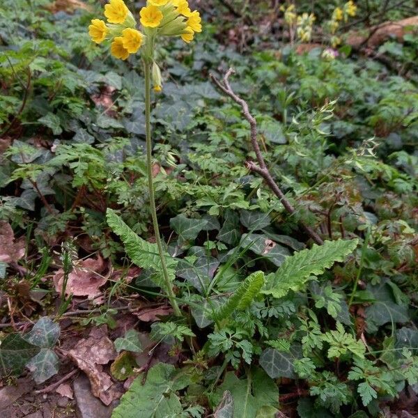 Primula veris অভ্যাস