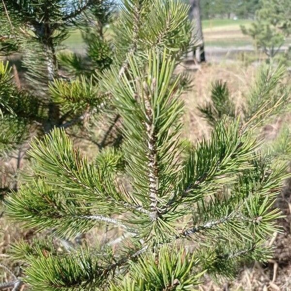 Pinus cembroides पत्ता