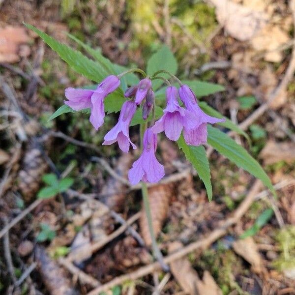 Cardamine pentaphyllos Bloem