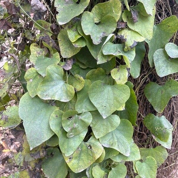 Aristolochia littoralis Φύλλο