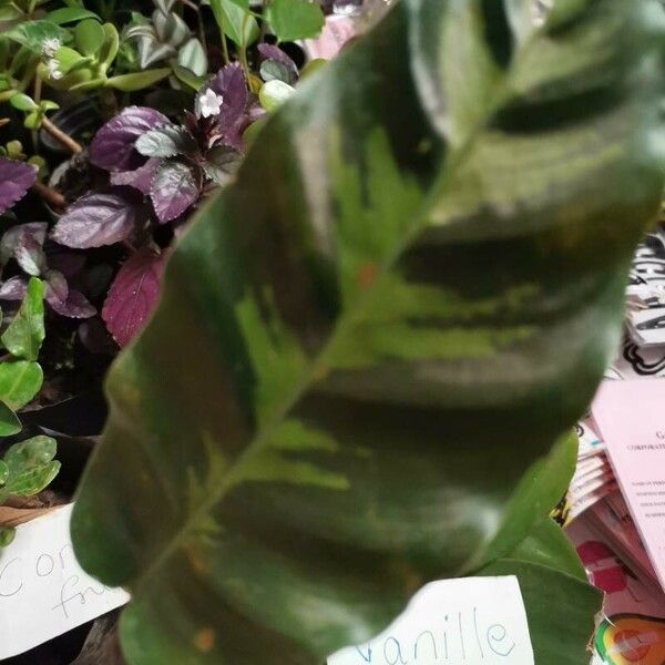 Calathea makoyana Leaf