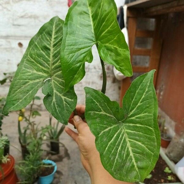 Syngonium angustatum Frunză