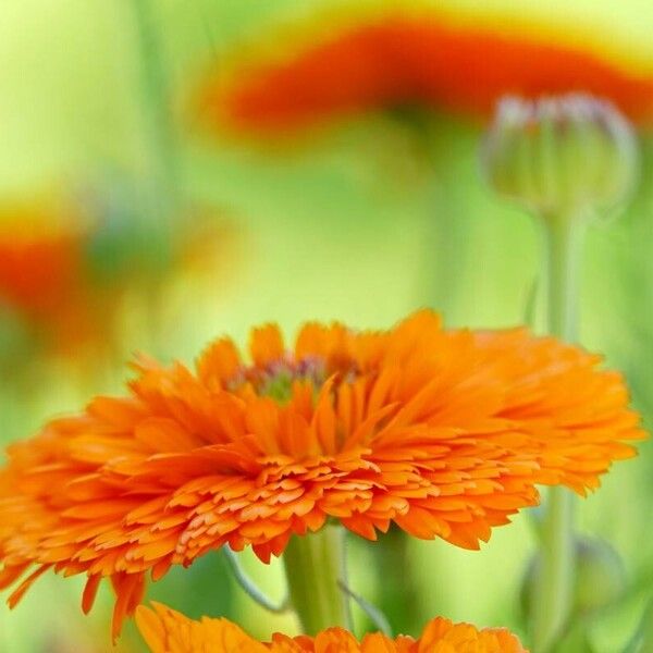 Calendula arvensis Habitus