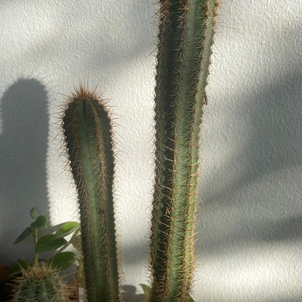 Pilosocereus pachycladus кора