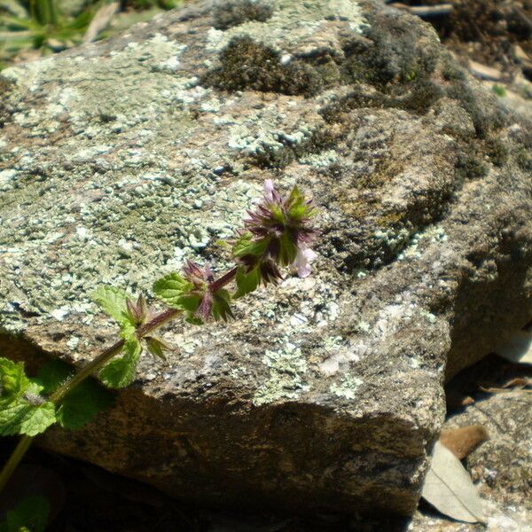 Stachys arvensis Blüte