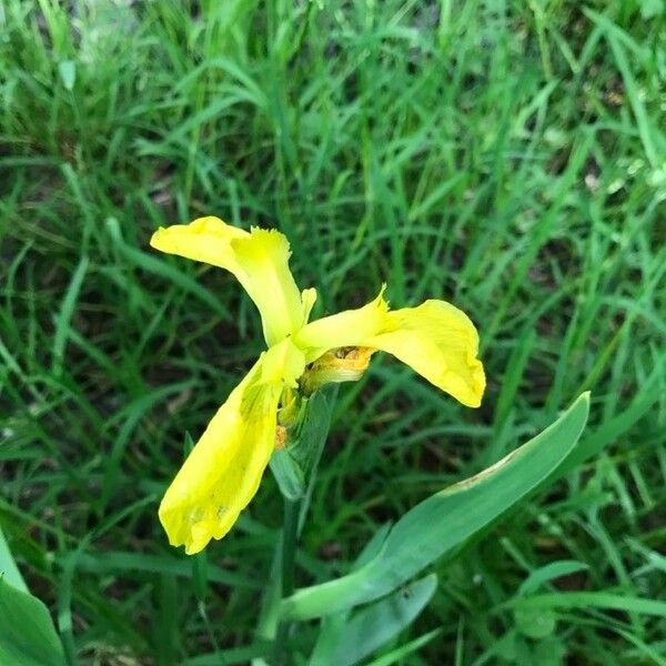 Iris pseudacorus 花