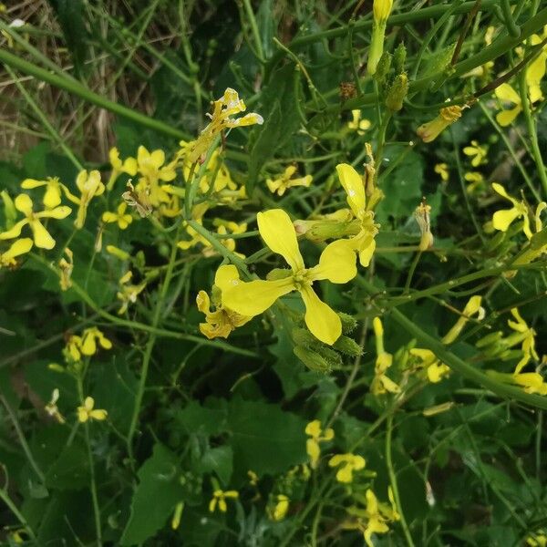 Raphanus raphanistrum Blüte