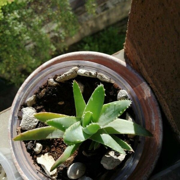 Aloe brevifolia Leaf