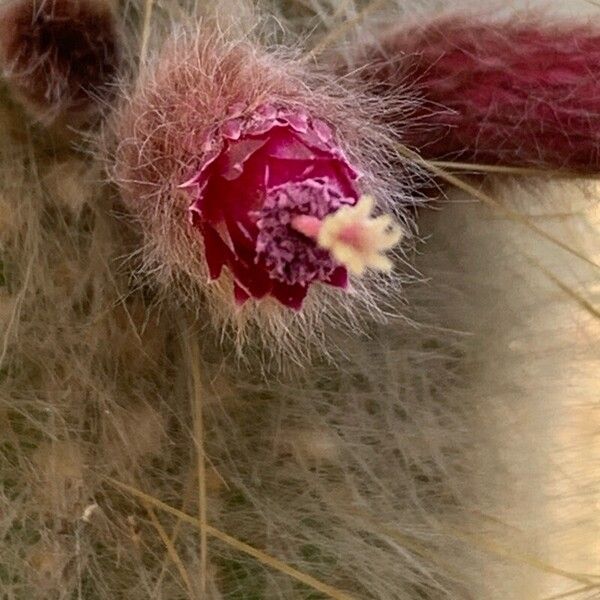 Cleistocactus strausii Кветка