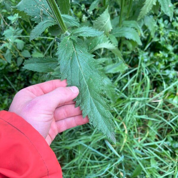 Verbena incompta Листок