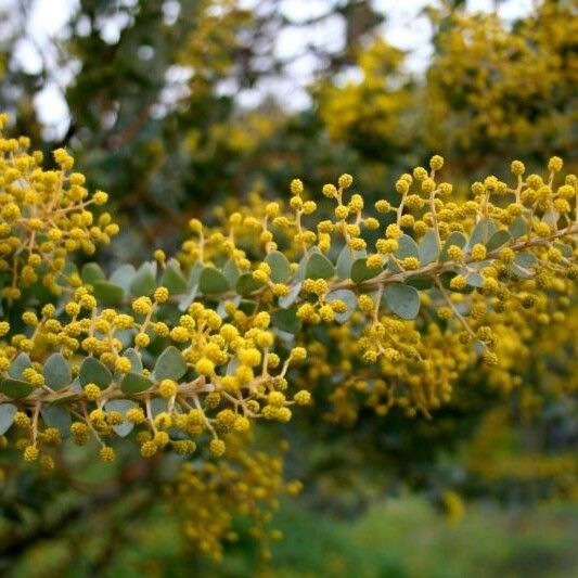 Acacia cultriformis Kukka