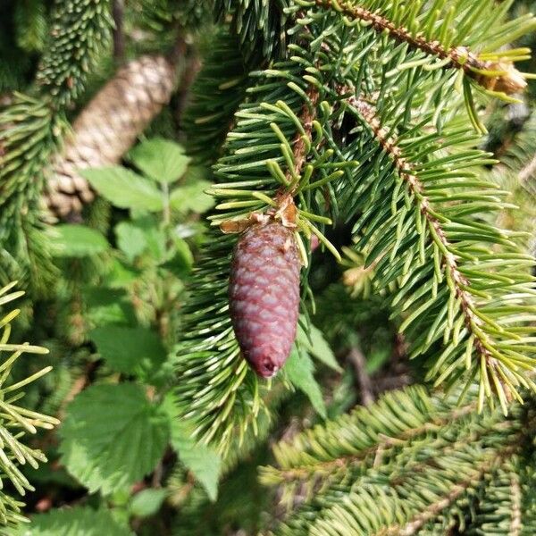 Picea abies Fruchs