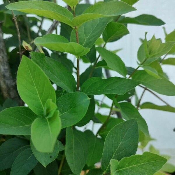 Lonicera tatarica Leaf