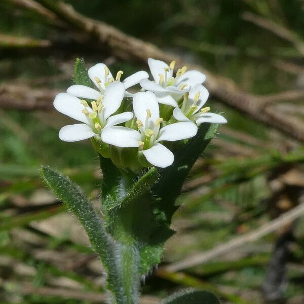 Arabis hirsuta 花