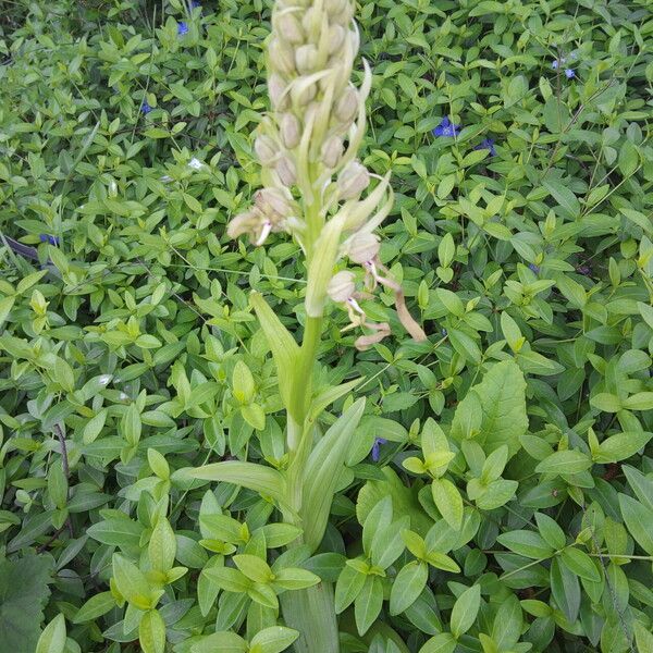 Himantoglossum hircinum Habit