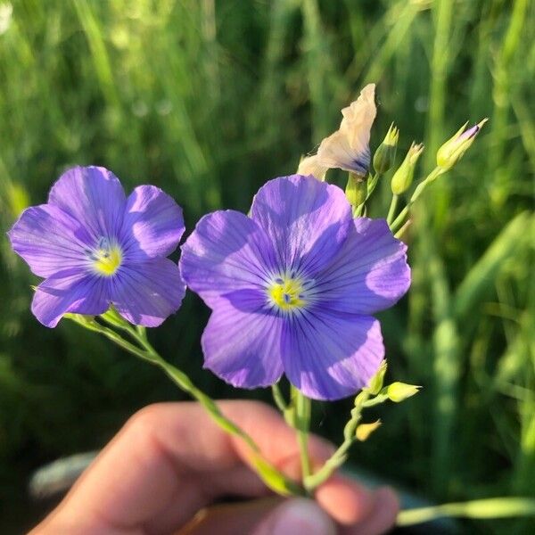 Linum usitatissimum Flower