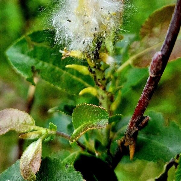 Salix myrsinifolia Ffrwyth