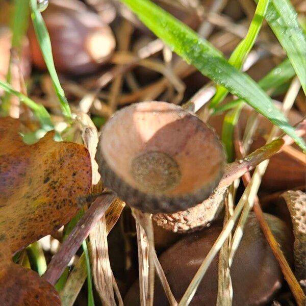 Quercus petraea Fruit