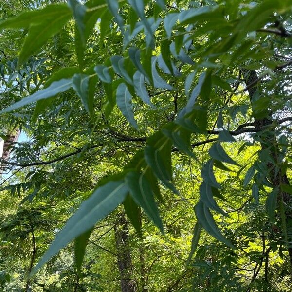 Carya illinoinensis Leaf